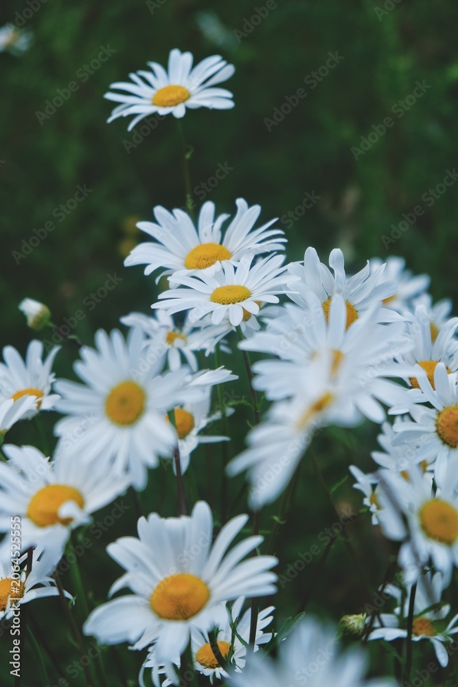 Fototapeta premium daisies in the garden