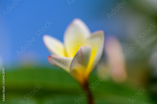 White Bougainvillea Flowers Macro in Sunlight