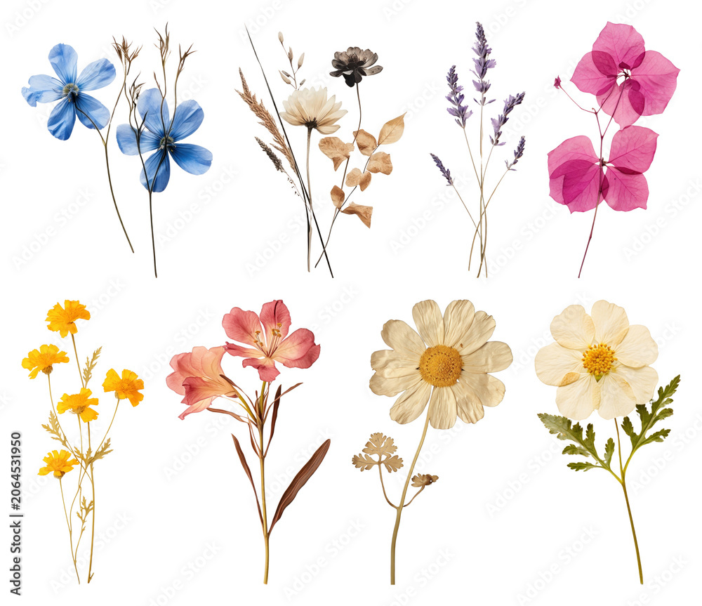 Fototapeta premium PNG Colorful pressed floral arrangement on transparent background