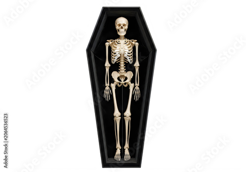 Life-sized anatomical skeleton in a black coffin display isolated on white background