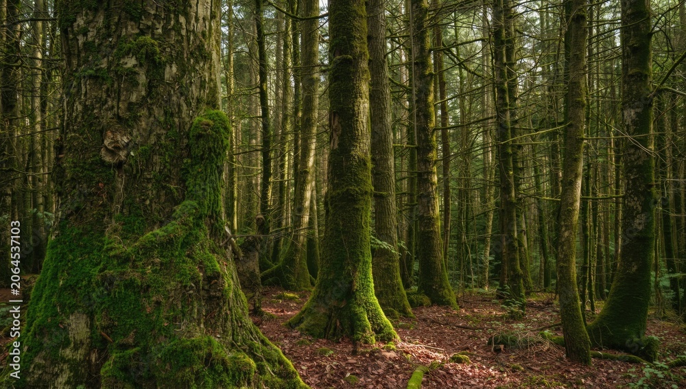 Fototapeta premium Moss-covered trees in a dense forest setting