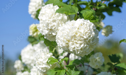 Decorative viburnum Boule de Neige blooming with large white balls of small flowers.