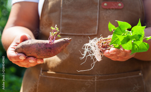 Farmer holding sweet potato in hand and young sweet potato sprouts. Growing sweet potato on a farm.