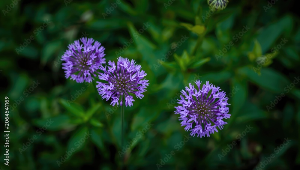 Fototapeta premium Purple flowers blooming among green foliage