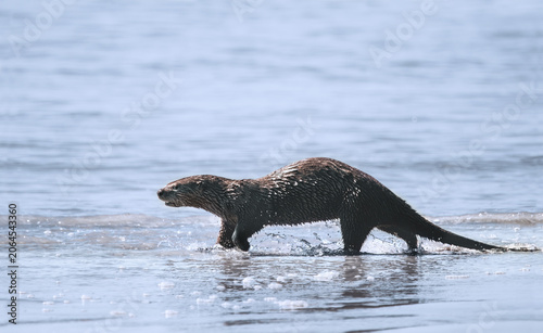 A North American River Otter Running Into The Pacific Ocean  (Lontra Canadensis)