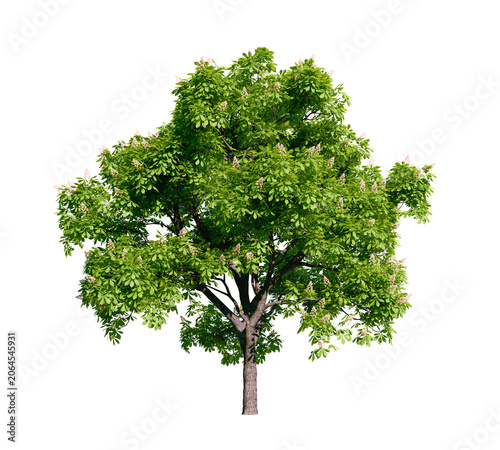 Isolated tree with transparent background. Asculus hippocastanum or the horse chestnut. Spring version.	