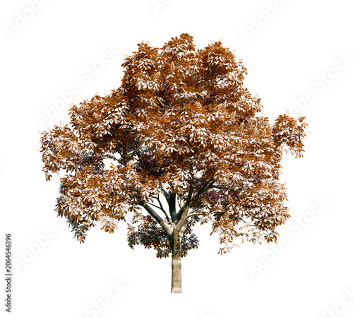Isolated tree with transparent background. Asculus hippocastanum or the horse chestnut. Winter version.	