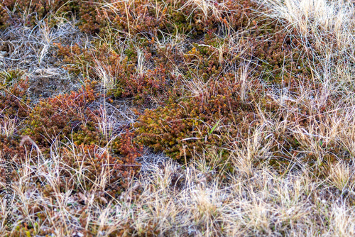 Obraz na plátně wild thyme in iceland used for tea aginst cough