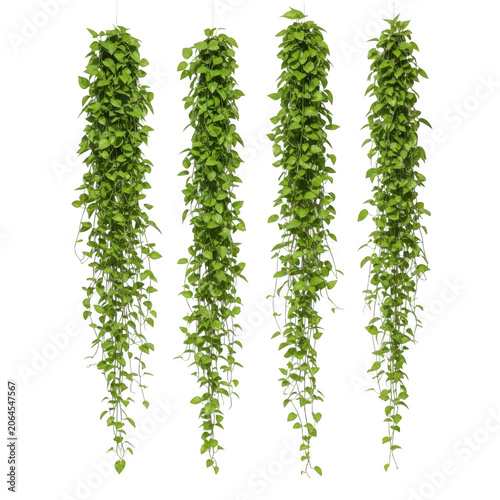 Four cascading green vines with small leaves isolated on transparent background