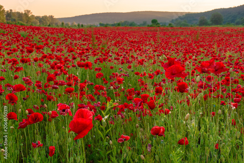 Tableau sur toile red poppy field at dusk