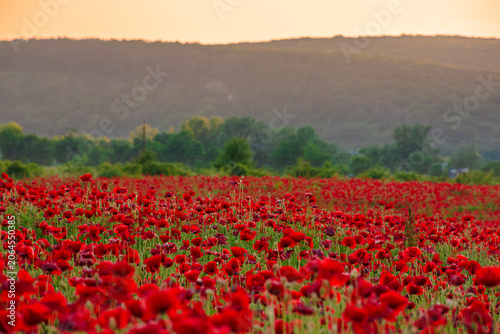 Konstfotografi red poppy field at dusk