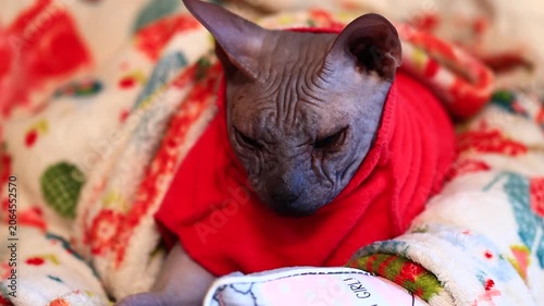 A domestic cat wearing a red shirt lies down on a bed, a cozy scene