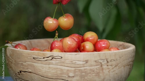 Farmer's hand picking ripe cherries from a tree branch and placing them on a plate during harvest season. Concept of growing and harvesting cherries in the garden, organic fruit cultivation, and fresh