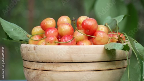 Harvested pink-yellow cherries in a wooden plate in a garden. Fresh summer berries grown organically. Sweet vitamin-rich fruit, natural dessert, and healthy seasonal harvest.