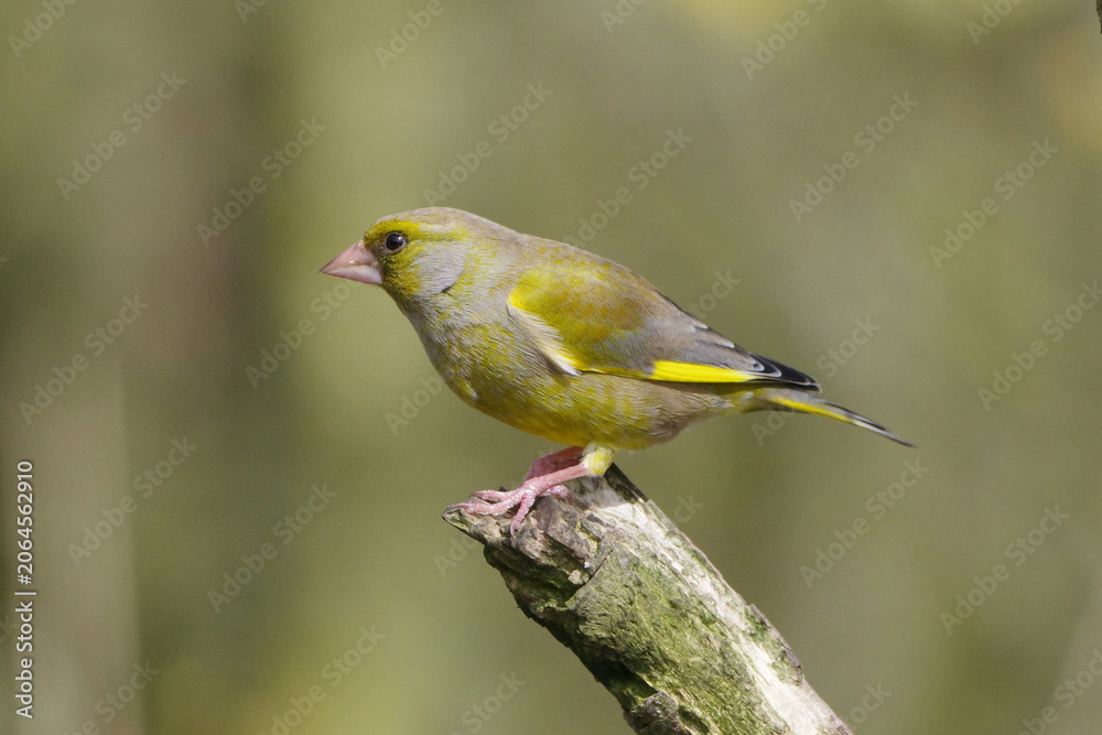 Obraz premium European Greenfinch (Chloris chloris) perched on a mossy tree branch in the wild