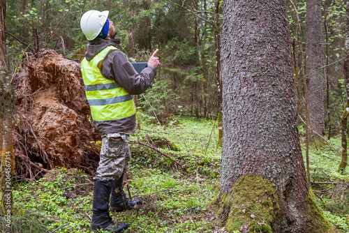A man, a forest engineer, examines a dying forest.