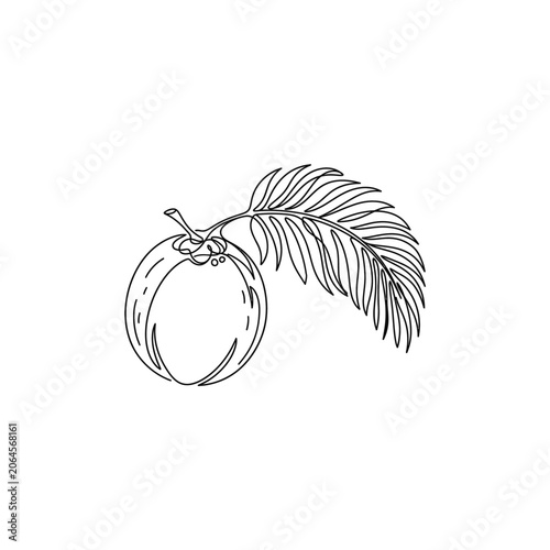 Minimalist Coconut with Palm Leaf Line Art - Tropical Fruit Illustration