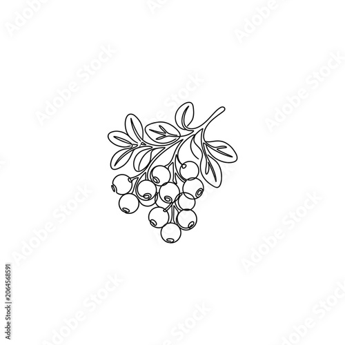 Lingonberry Branch Line Art Vector Illustration