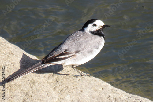 A White Wagtail (Motacilla alba)