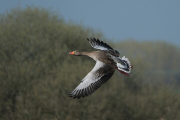 Greylag goose (Anser anser) flying in the sky with spread wings during migration, side view closeup wild bird photography