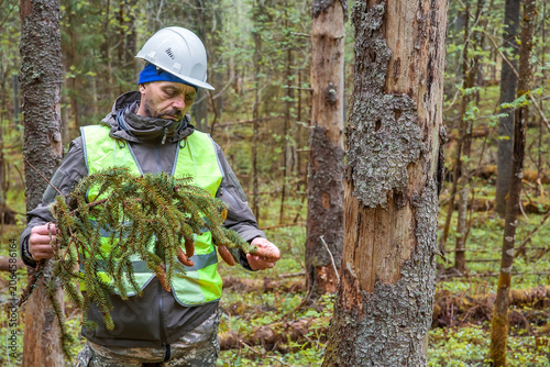 A man, a forest engineer, examines a dying forest.