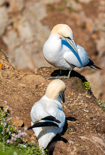 Nesting Gannets