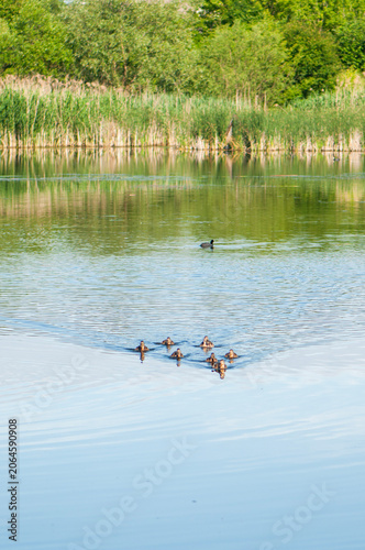 Canvas-taulu Mallard duck (Anas platyrhynchos) swimming with ducklings on a calm lake