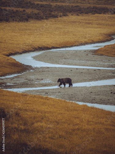 Fotografía Grizzly Bear in Yellowstone crossing a river