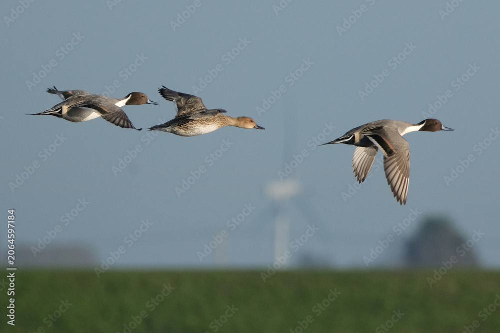 Obraz premium Northern pintail ducks (Anas acuta) flying in blue sky over green field