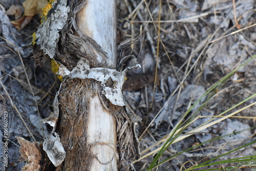 Wooden log on the ground in the forest, close-up