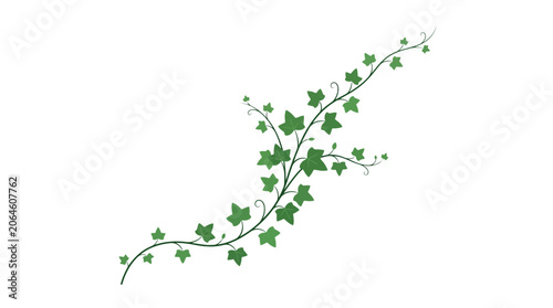 Green ivy vine branch with leaves on white background.