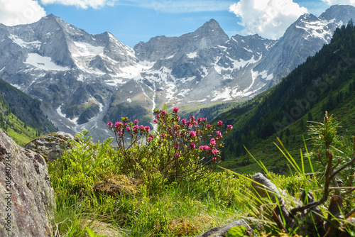 Obraz na płótnie Die Alpenrosen blühen in einer herrlichen Berglandschaft