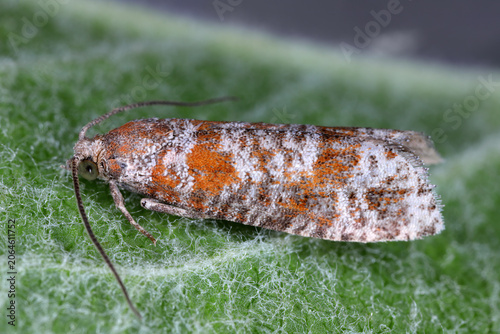 Tableau sur toile Rhyacionia pinivorana, the spotted shoot moth, is a moth of the family Tortricidae