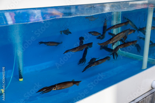 Obraz na płótnie Squid Swimming in an Aquarium