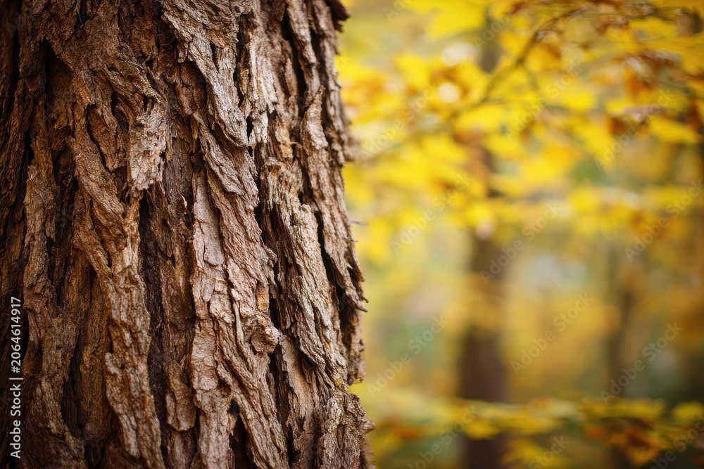 Fototapeta premium Texture-rich bark of a hickory tree with warm yellow fall foliage behind