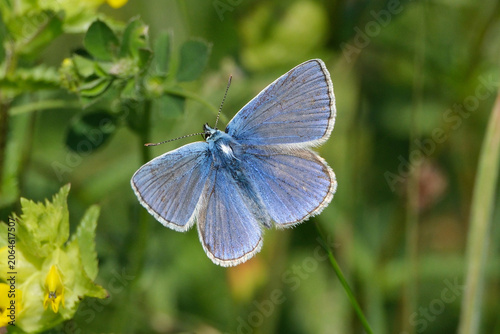 Obraz na plátně Male common blue butterfly (Polyommatus icarus) with open wings sitting on a gre