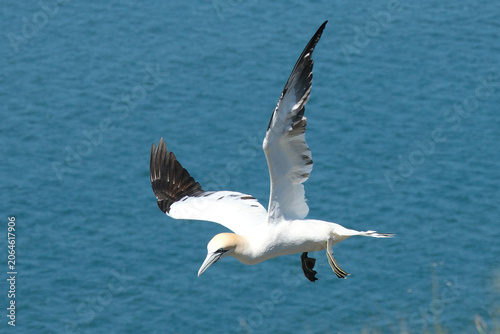 Photography Northern gannet soaring in mid-air over the blue ocean water, elegant sea bird f