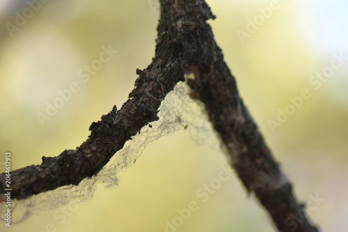 Close-up of a tree branch with a spider web on it