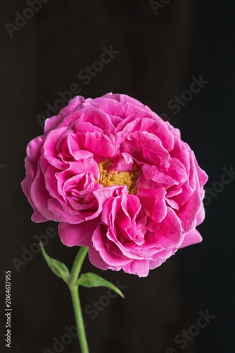 The splendor and vibrant colors of the pink rose