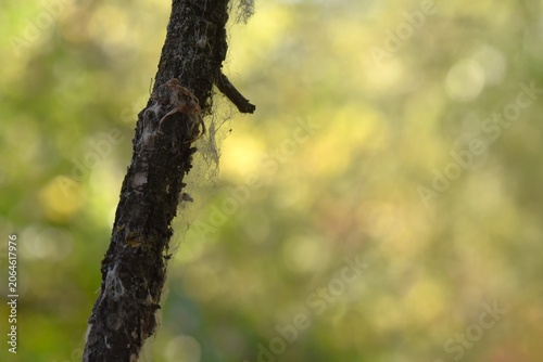 Close-up of a tree branch with a spider web on it