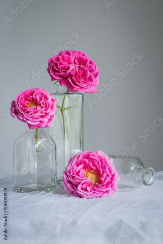 The splendor and vibrant colors of the pink roses