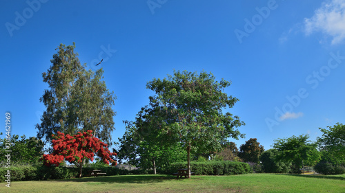 Valokuva Vibrant public park scene with blooming Delonix regia flamboyant tree, eucalyptu
