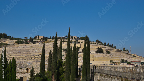 Obraz na plátně Tall cypress trees framing ancient Jewish cemetery on Mount of Olives and Jerusa