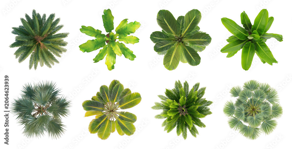 Fototapeta premium PNG Top view tropical plant collection on transparent background