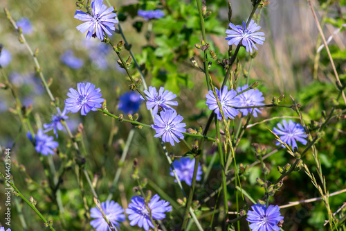 Cichorium intybus Common chicory wild bright blue flower in bloom, perennial herbaceous flowering plant