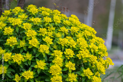 Bild auf Leinwand Euphorbia epithymoides cushion spurge bushy plant in bloom, sprintime ornamental