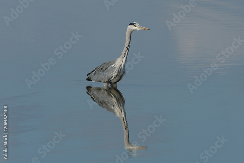 Bilde på lerret Grey heron standing in shallow water with beautiful reflection, Ardea cinerea