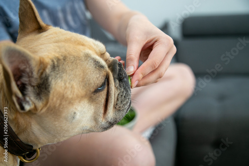 Slika na platnu Close-up of a fawn French Bulldog eating fresh garden peas directly from a pod outdoors in a garden