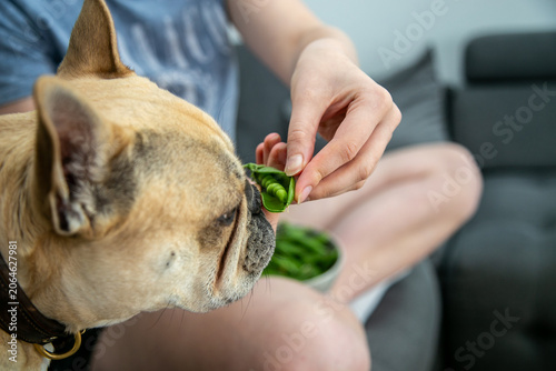 Slika na platnu Close-up of a fawn French Bulldog eating fresh garden peas directly from a pod outdoors in a garden
