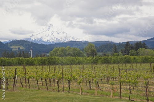 Mount Hood Beyond Oregon Vineyard Rows